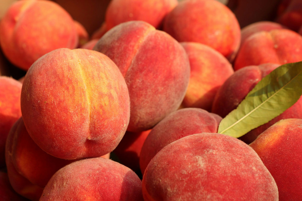 Fresh peaches β Colorado-grown fruit for Run for Peaches